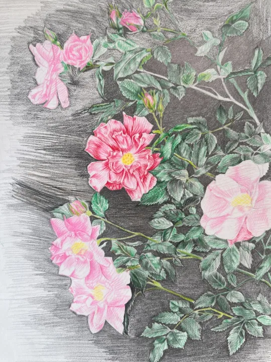 中学生の頃に描いたバラの色鉛筆画